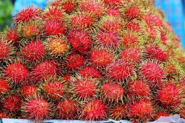 豪配投资 这种浑身长刺的“毛荔枝”，其实比橙子还补维C